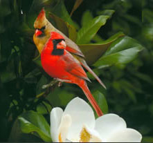 Cardinal