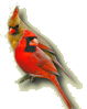 Cardinal